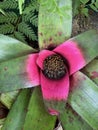 Neoregelia Skotak`s Tiger Bromeliad Plant Photo