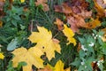 Photo of nettle with yellow fallen maple leaves. Royalty Free Stock Photo