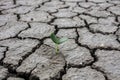 Photo new life plant dry areas, Concept and Ideas About Drought