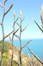 Photo of New Zealand flax or harakeke