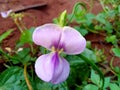 Photo of newly blooming long bean flowers