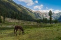 Photo of nice green valley cloudy sky, donkey and mountain with copy space for your text