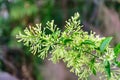 Photo of night jasmine flower