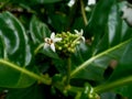 photo of noni flowers and ovaries surrounded by red ants