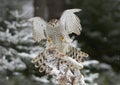 Northern Goshawk Accipiter gentilis