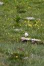 A photo of northern wheatear bird