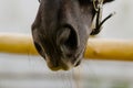 Nostrils and nose of a brown horse