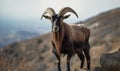 Photo of Nubian goat standing on rocky terrain amidst rolling hills of pastoral landscape showcasing intricate details of the