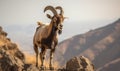 Photo of Nubian goat standing on rocky terrain amidst rolling hills of pastoral landscape showcasing intricate details of the