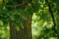 Close-up acorn in oak foliage on tree; blurred green nature background Royalty Free Stock Photo