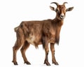 photo of Oberhasli goat isolated on white background. Generative AI Royalty Free Stock Photo