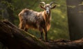 photo of Oberhasli goat in its natural habitat. Generative AI