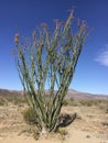 Colorful Ocotillo patch located Tree National Park, California