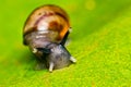 Small snail on leaf macro photo front view Royalty Free Stock Photo