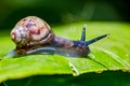 Small snail on leaf macro photo side view Royalty Free Stock Photo