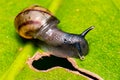 Small snail on leaf macro photo top view Royalty Free Stock Photo