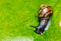 Small snail on leaf macro photo top view Royalty Free Stock Photo