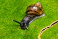 Small snail on leaf macro photo top view Royalty Free Stock Photo