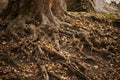 Photo old big tree roots Royalty Free Stock Photo