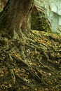 Photo old big tree roots Royalty Free Stock Photo