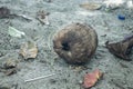 old coconuts are rotting on the sand Royalty Free Stock Photo
