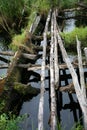 The photo is old and dangerous crossing through a small swampy forest river in the North of Europe Royalty Free Stock Photo