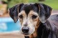 Old dog Portrait - photo of old dog of the Brazilian Terrier breed