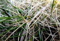 Old grass