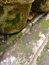 photo of old mossy pot in the corner of the garden.