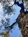 Old olive tree and blue sky