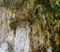 Photo of stone texture with moss in cave