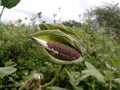 Photo of an old thistle plant that looks like a bird& x27;s beak with scales like a snakeÃ¯Â¿Â¼