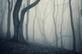 Photo of an old tree in a cold forest with fog