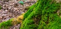 Photo of an old tree with moss in a green forest Royalty Free Stock Photo