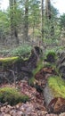 3084. Old trees covered in moss lie in the forest Royalty Free Stock Photo