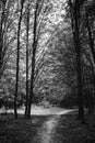 Photo of an old trees with road in a green forest black and white Royalty Free Stock Photo