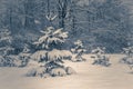 Photo in old vintage style. Forest trees covered snow at night in winter. Royalty Free Stock Photo
