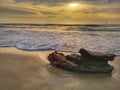 A driftwood sculpture, created from wood washed up on the beach during the low tide with beautiful sunset background. Royalty Free Stock Photo
