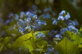 photo omphalodes flowers closeup Royalty Free Stock Photo