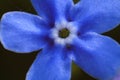 photo omphalodes flowers closeup Royalty Free Stock Photo