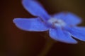 photo omphalodes flowers closeup Royalty Free Stock Photo