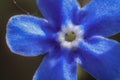 photo omphalodes flowers closeup Royalty Free Stock Photo