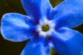 photo omphalodes flowers closeup Royalty Free Stock Photo