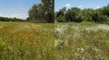 A before and after photo of a once diverse meadow now overrun by an invasive plant species. The plants used for biofuels
