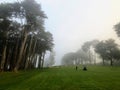 A photo one golfer on a beautiful golf course shrouded in fog, with large cypress trees, in San Francisco, United States Royalty Free Stock Photo