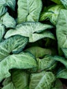 green plants growing in the yard Royalty Free Stock Photo