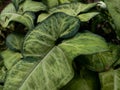 green plants growing in the yard Royalty Free Stock Photo