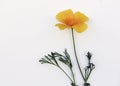 Beautiful yellow brittle bush flower