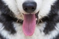 Photo of an open mouth of a dog with its tongue hanging out. Portrait of Siberian Husky Dog with tongue out