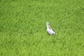 Openbill stork in paddy field Royalty Free Stock Photo